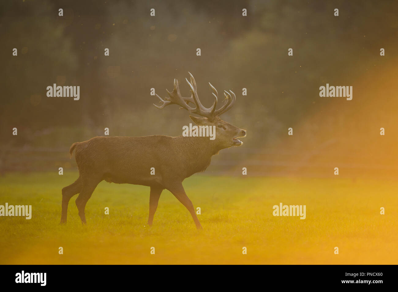 Red deer, Cervus elaphus, Male Roaring, in Rutting Season Stock Photo