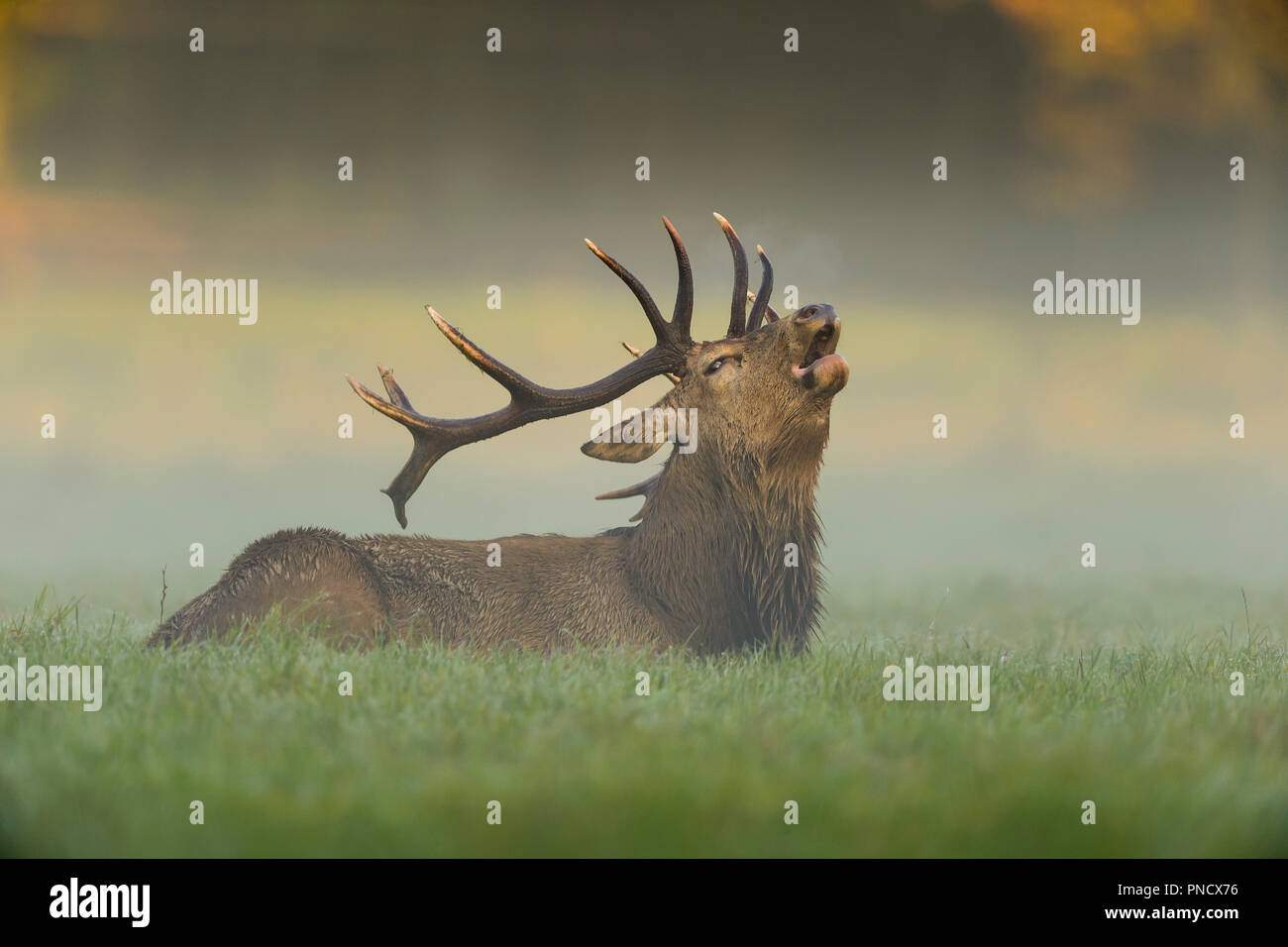 Red deer, Cervus elaphus, Male Roaring, in Rutting Season with Morning Mist, Europe Stock Photo