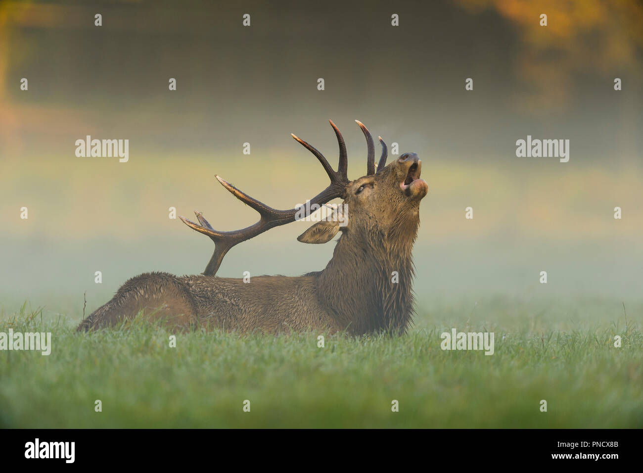 Red deer, Cervus elaphus, Male Roaring, in Rutting Season with Morning Mist, Europe Stock Photo