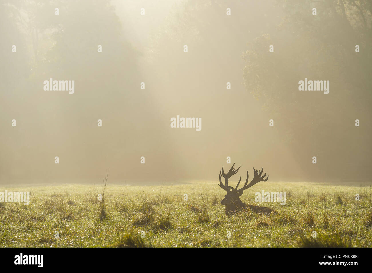 Red deer, Cervus elaphus, Male, in Rutting Season with Morning Mist, Europe Stock Photo