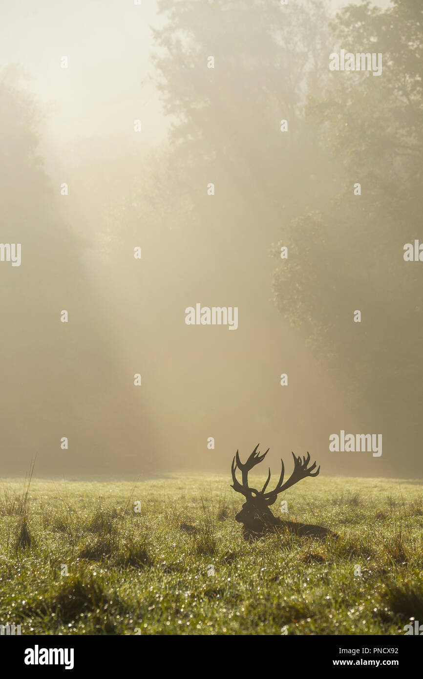 Red deer, Cervus elaphus, Male, in Rutting Season with Morning Mist, Europe Stock Photo