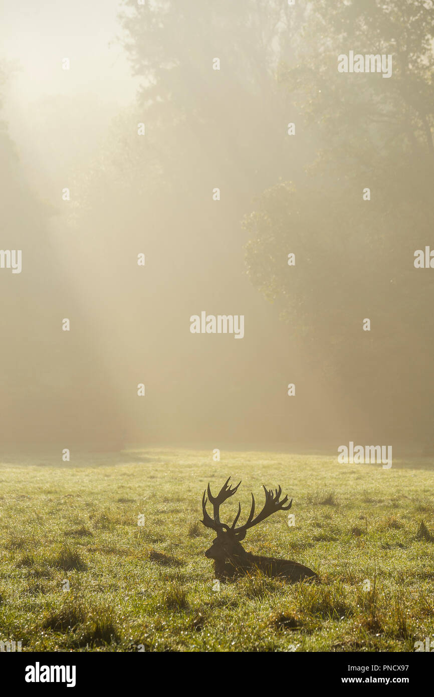 Red deer, Cervus elaphus, Male, in Rutting Season with Morning Mist, Europe Stock Photo