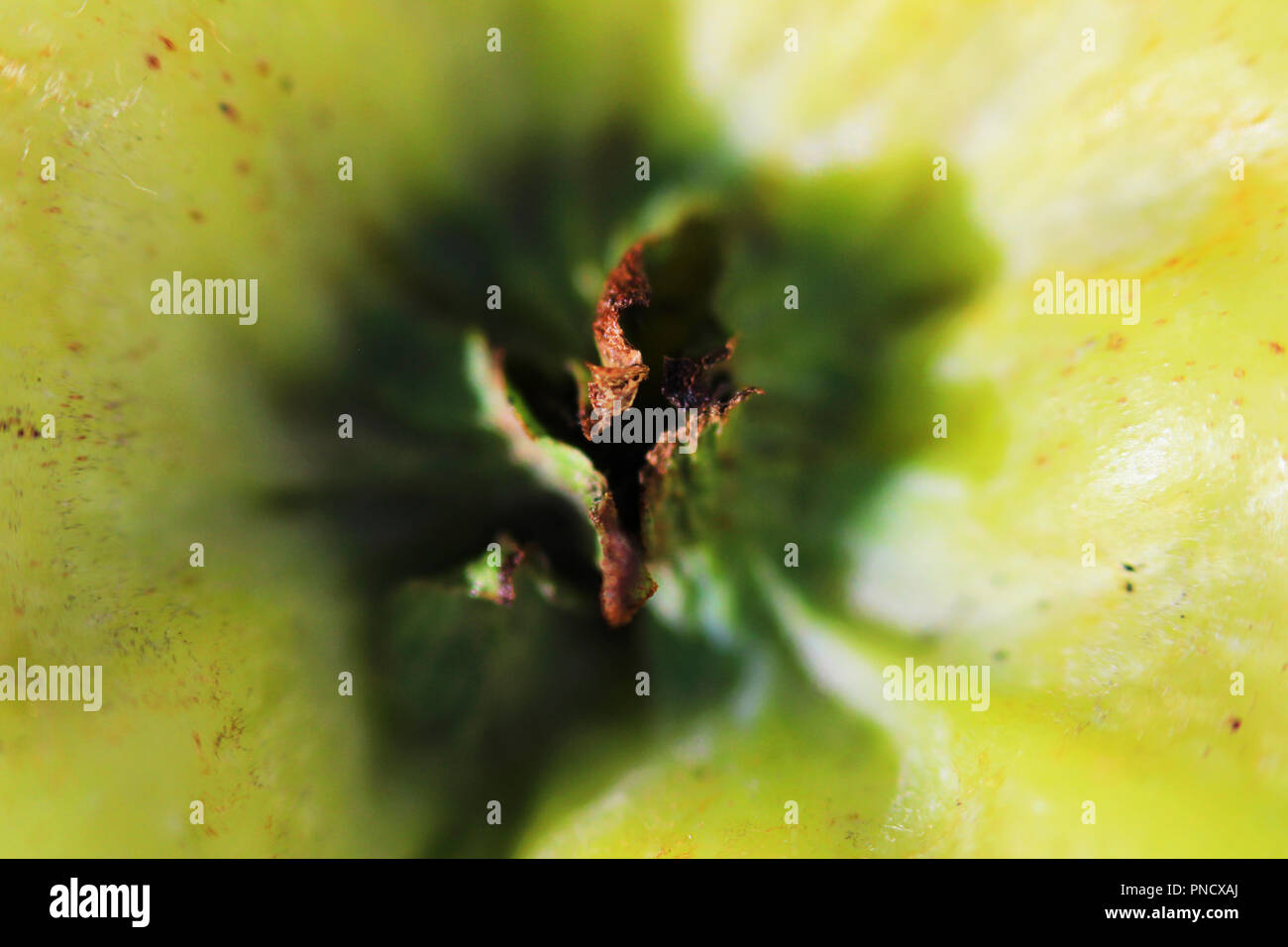 sepals and remains of stamens near a green apple. macro photography. Stock Photo