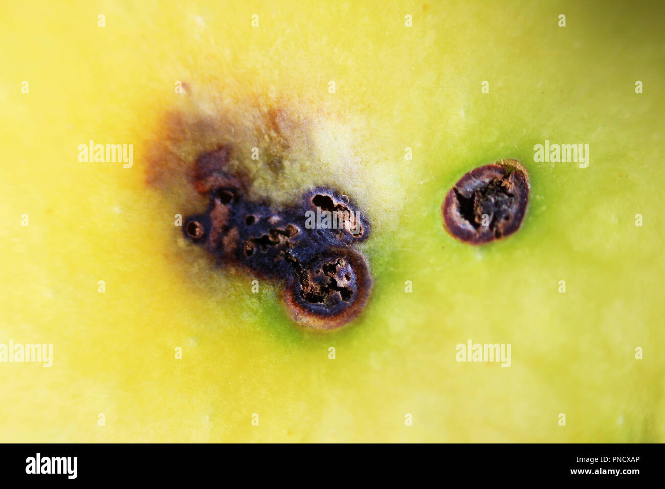 a trace of apple worms on the skin. macro photography. source of infection of apple by the Brown rot Monilia fructigena mold on the skin of a rotting Stock Photo