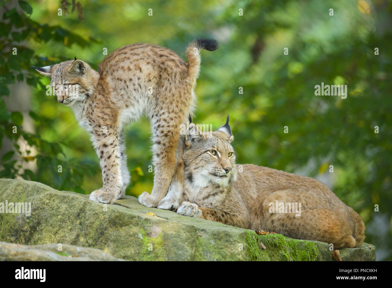Eurasian Lynx, Lynx lynx, Female with Kitten, Germany, Europe Stock Photo