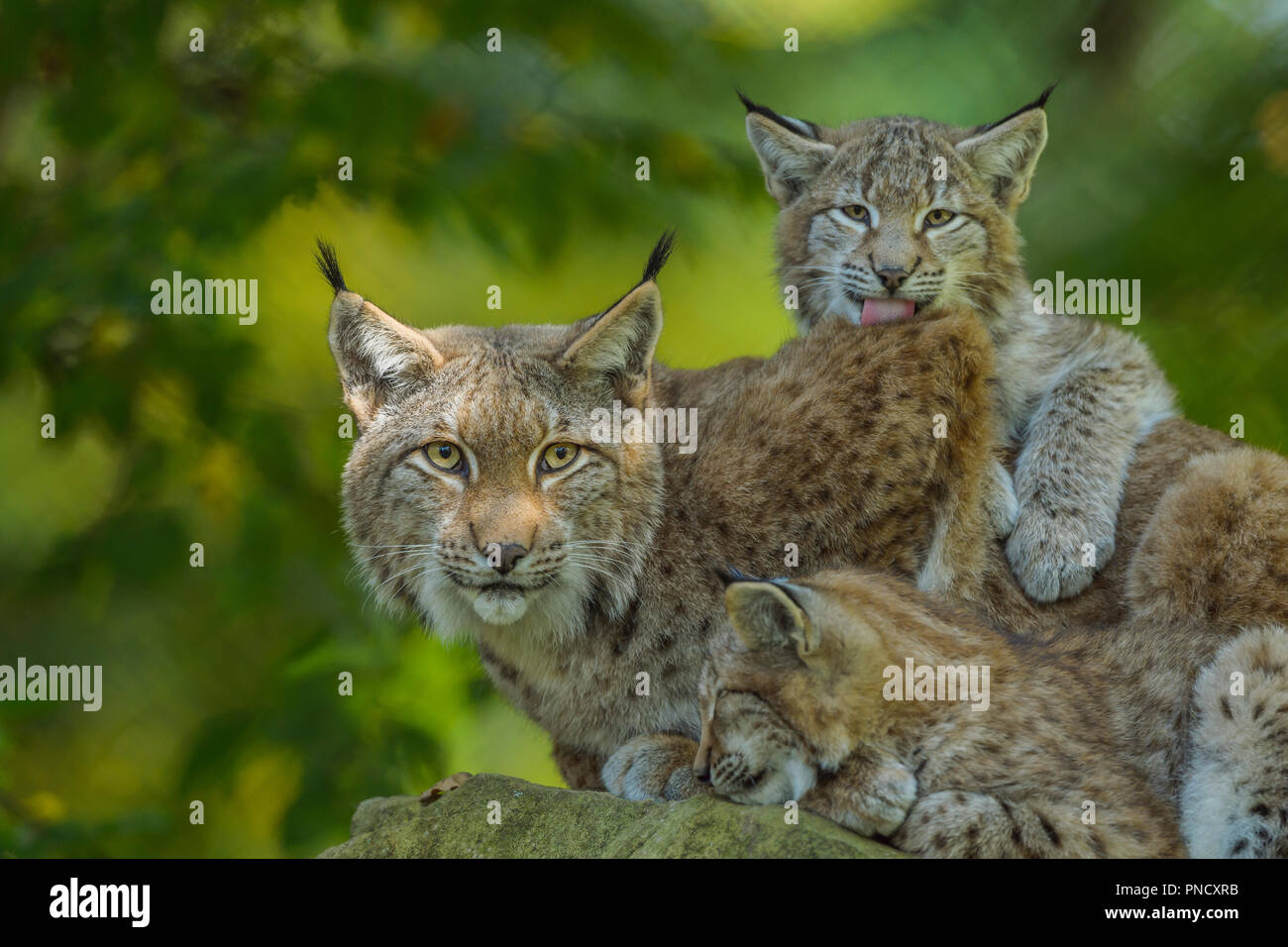Eurasian Lynx, Lynx lynx, Female with Two Kittens, Germany, Europe Stock Photo