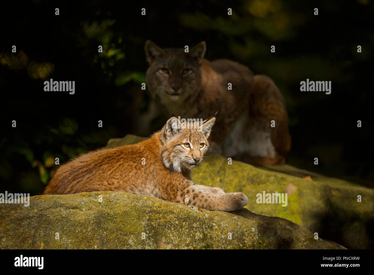 Eurasian Lynx, Lynx lynx, Female with Kitten, Germany, Europe Stock
