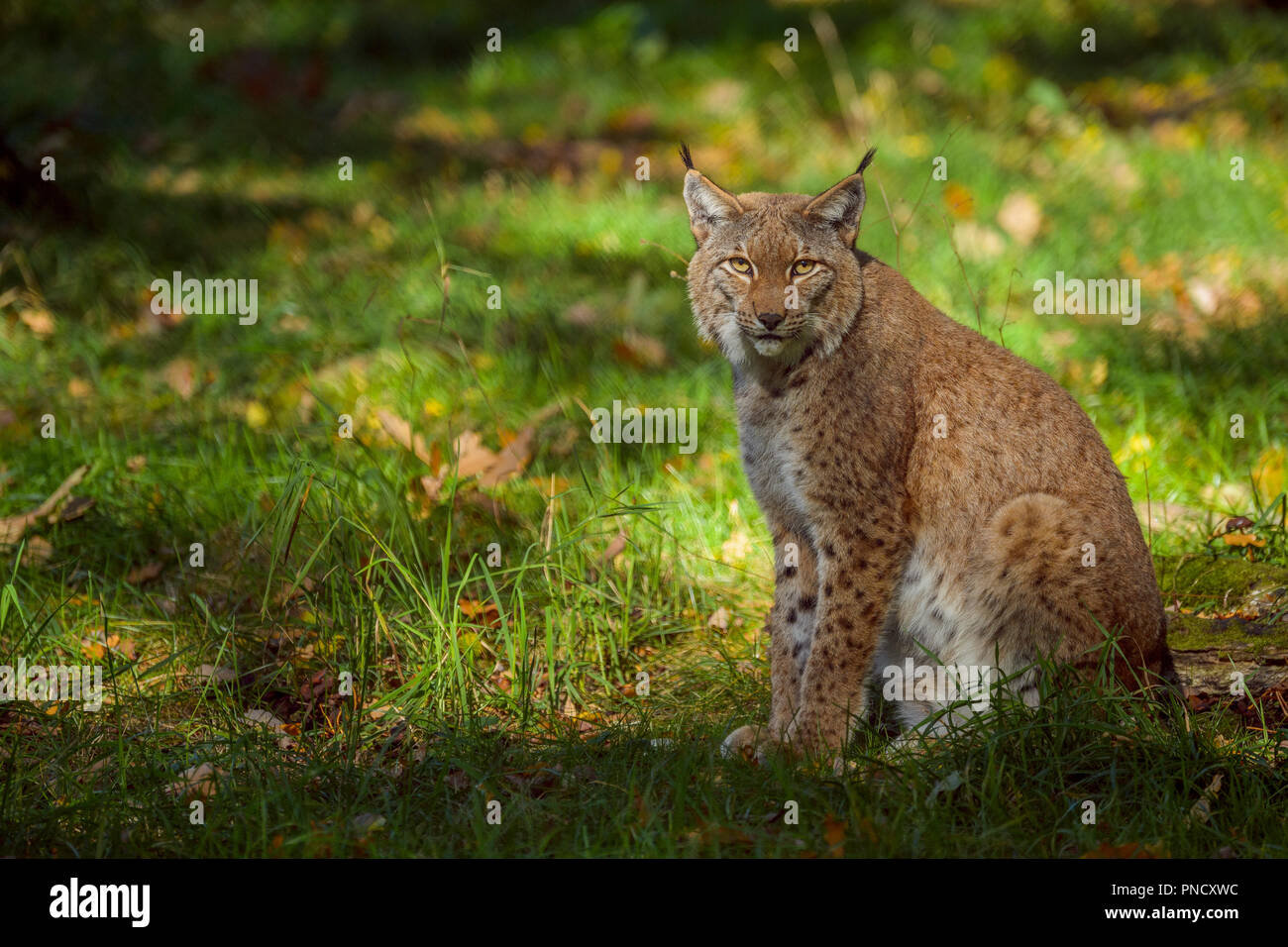 Eurasian Lynx, Lynx lynx, Female , Germany, Europe Stock Photo