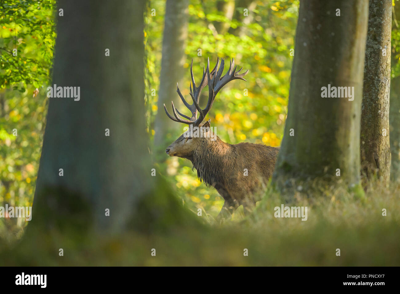 Red deer, Cervus elaphus, Male in Forest, Summer, Germany, Europe Stock Photo
