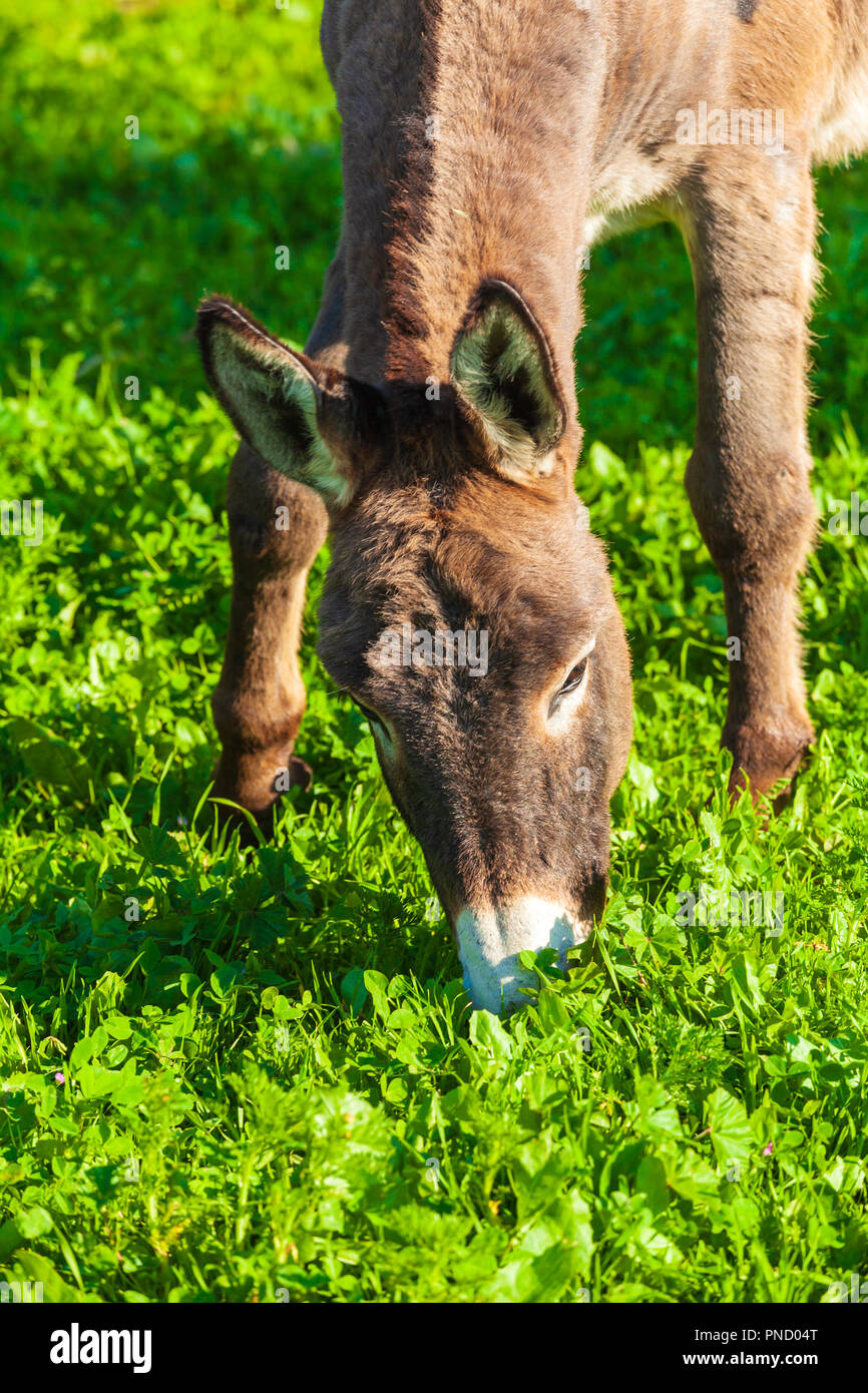 Cute Donkey Eating Green Grass Stock Photo - Alamy