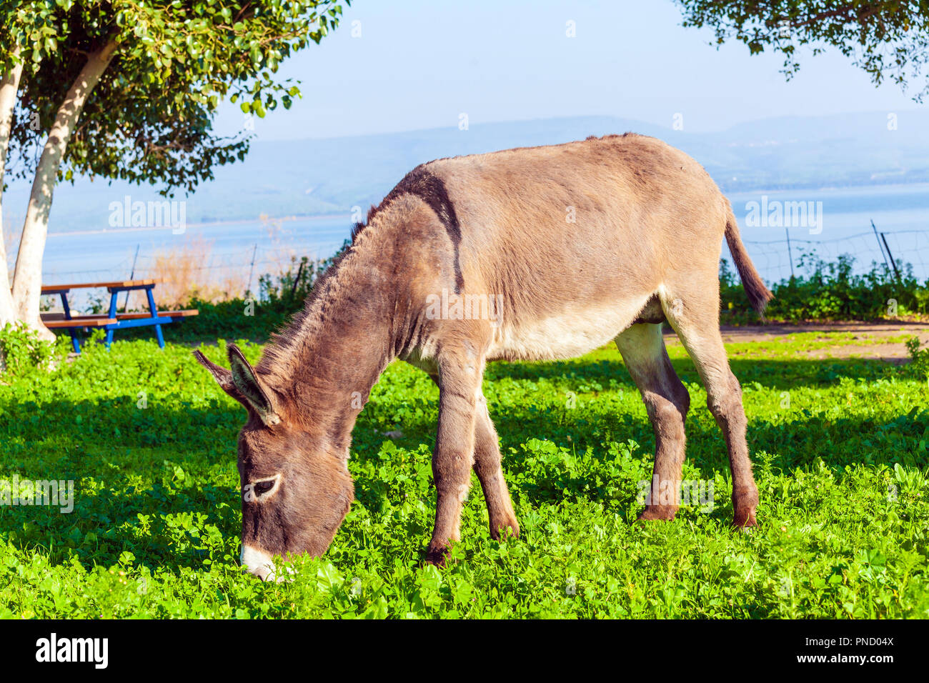 Cute Donkey Eating Green Grass Stock Photo Alamy