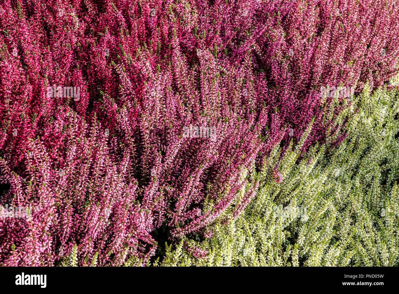 Flowering Common Heather - Calluna vulgaris, colorful garden mixed cultivars Stock Photo