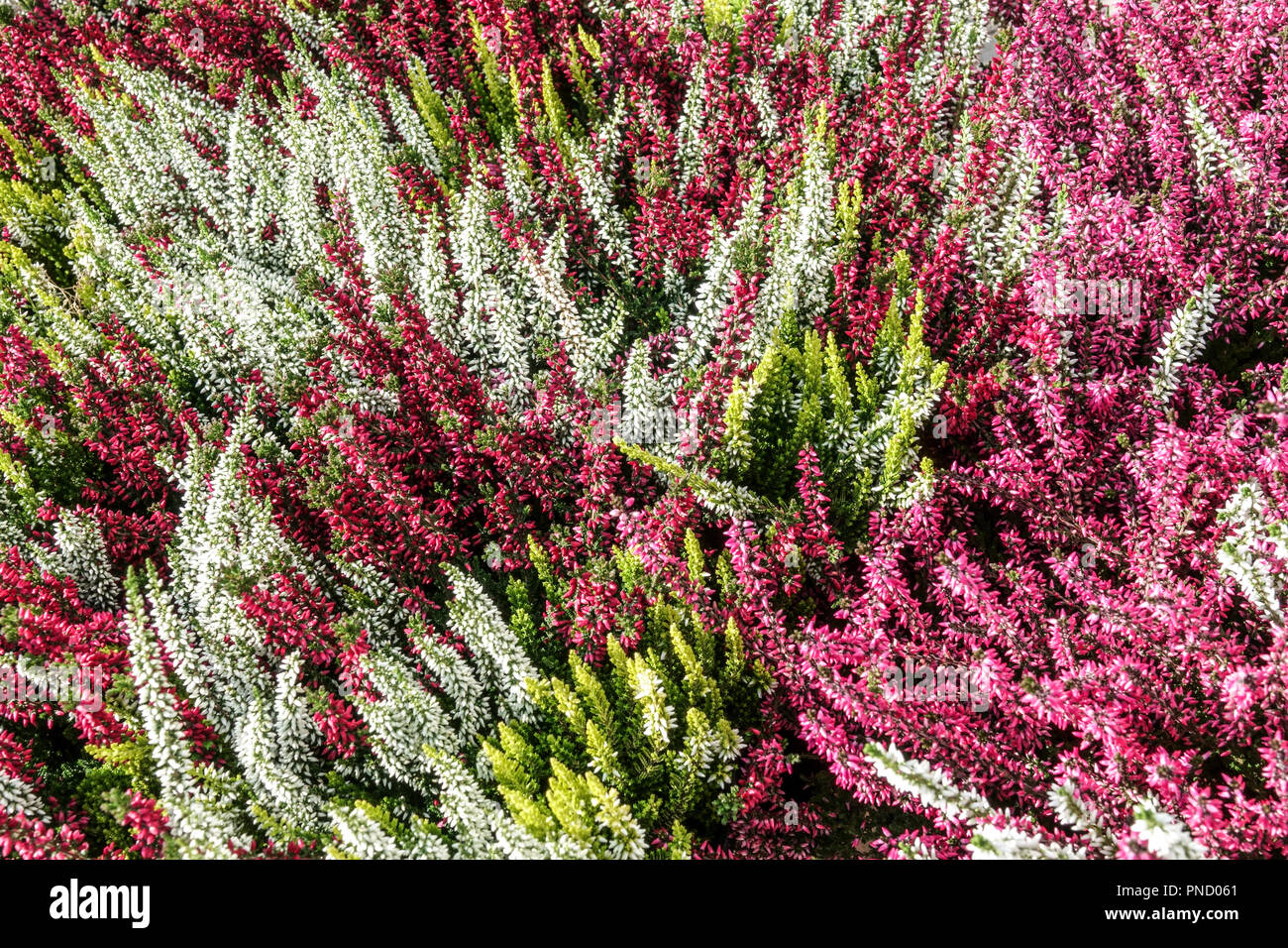 Blooming Common Heather Calluna vulgaris 'Beauty ladies', autumn plants multicoloured cultivar Stock Photo