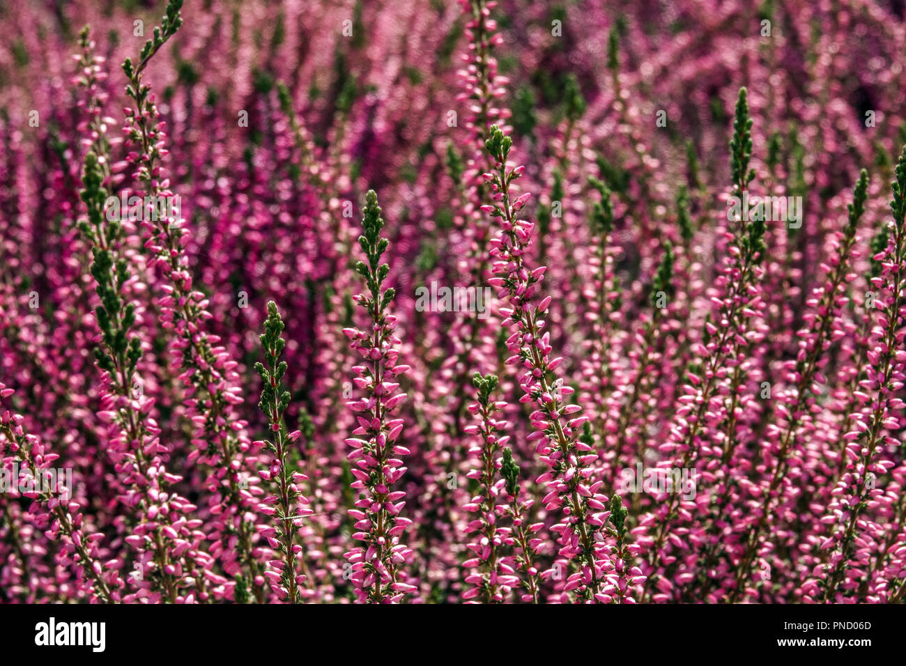 Common Heather Calluna vulgaris, colorful garden cultivars Stock Photo