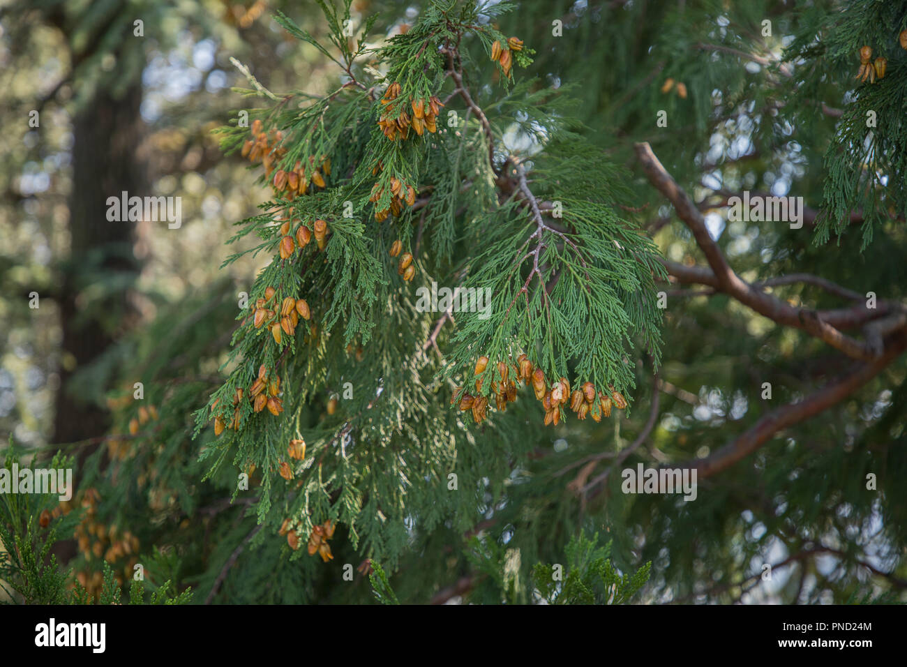 Thuja Fruits Stock Photo