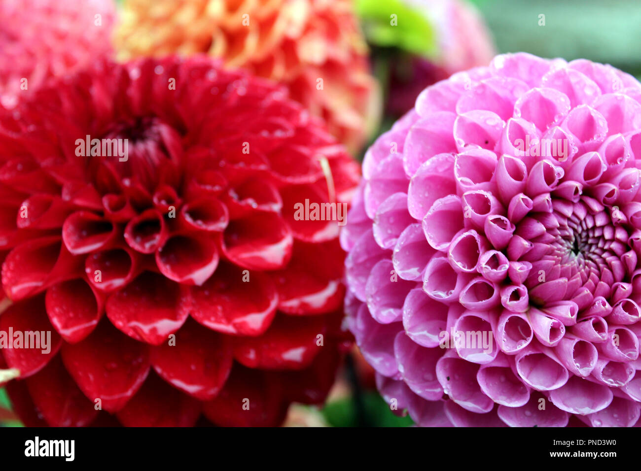 pink and red flowers with raindrops Stock Photo Alamy