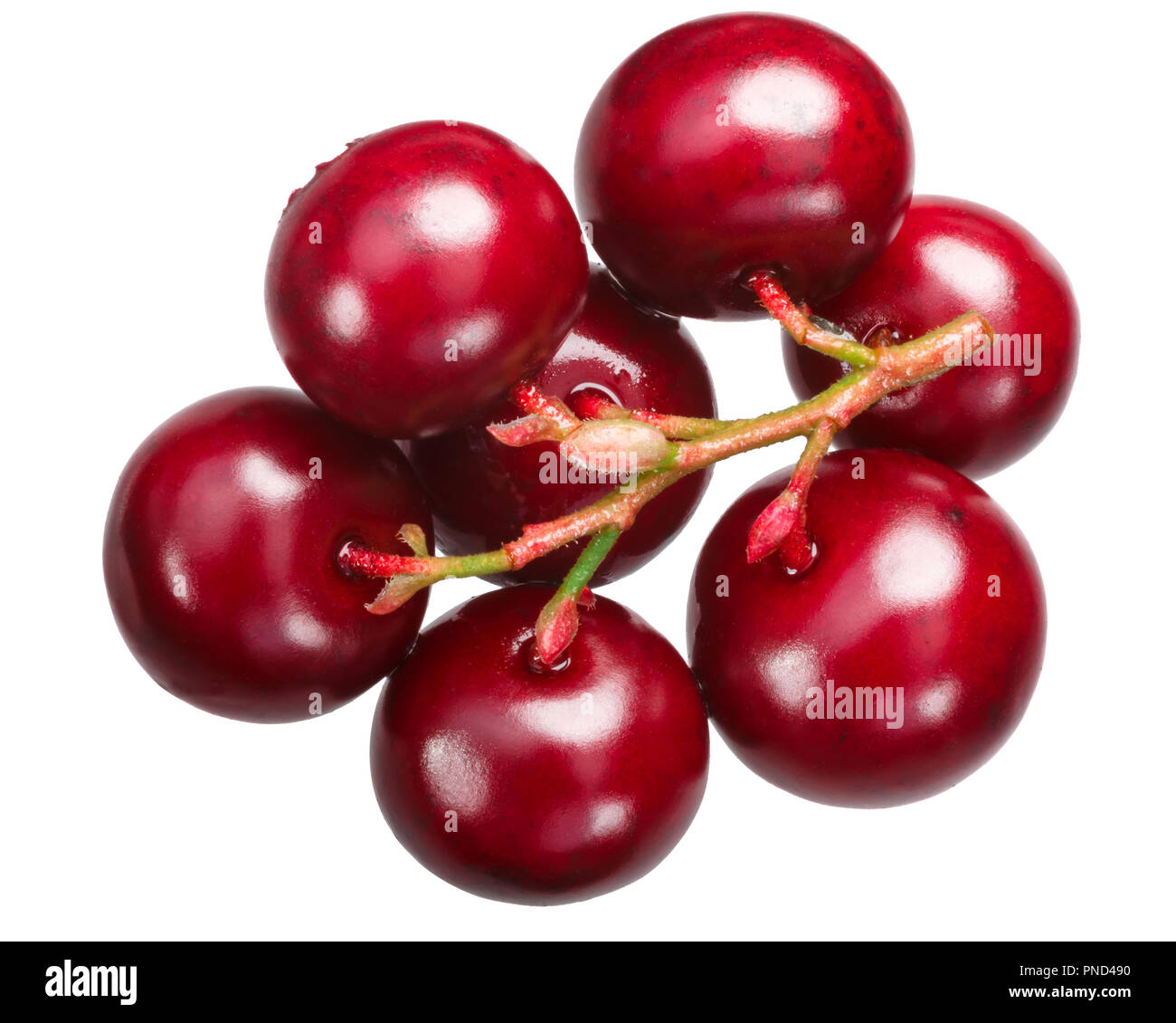 Vaccinium vitis-idaea  main image 1