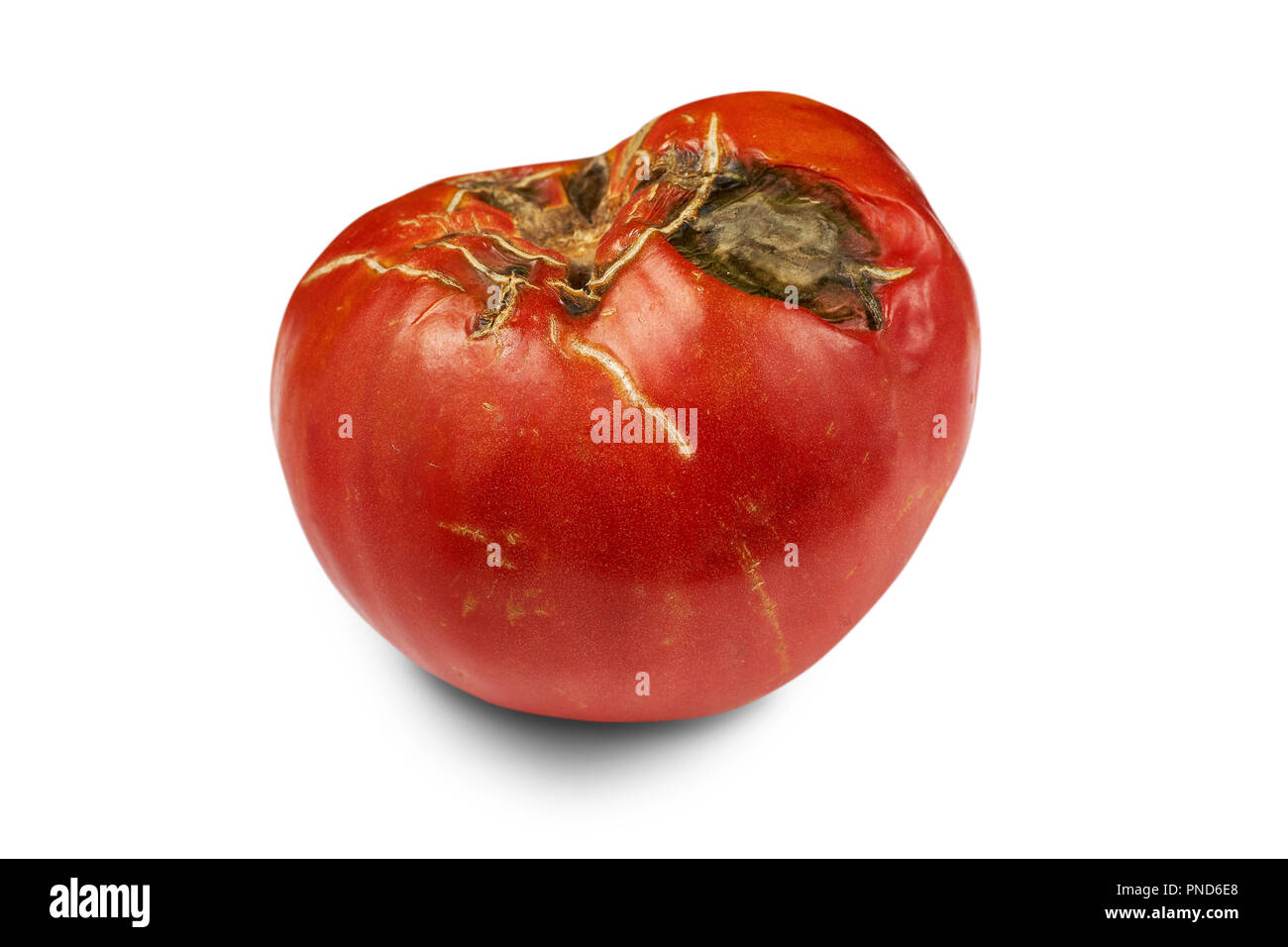 Spoiled, rotten red tomato isolated on white background. Stock Photo