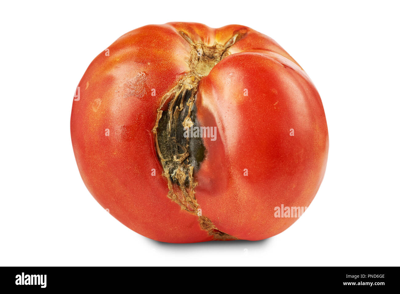 Spoiled, rotten red tomato isolated on white background. Stock Photo