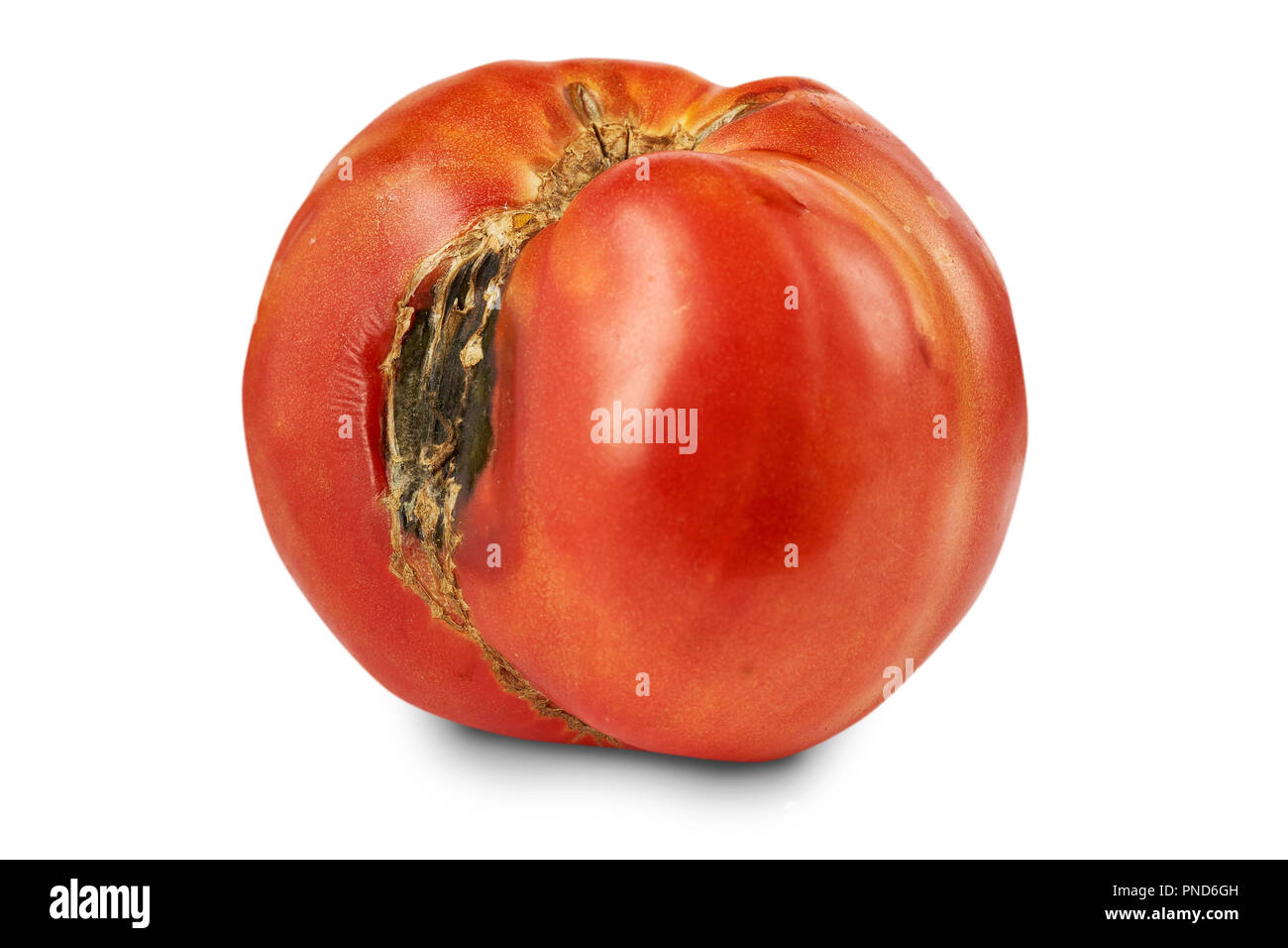 Spoiled, rotten red tomato isolated on white background. Stock Photo