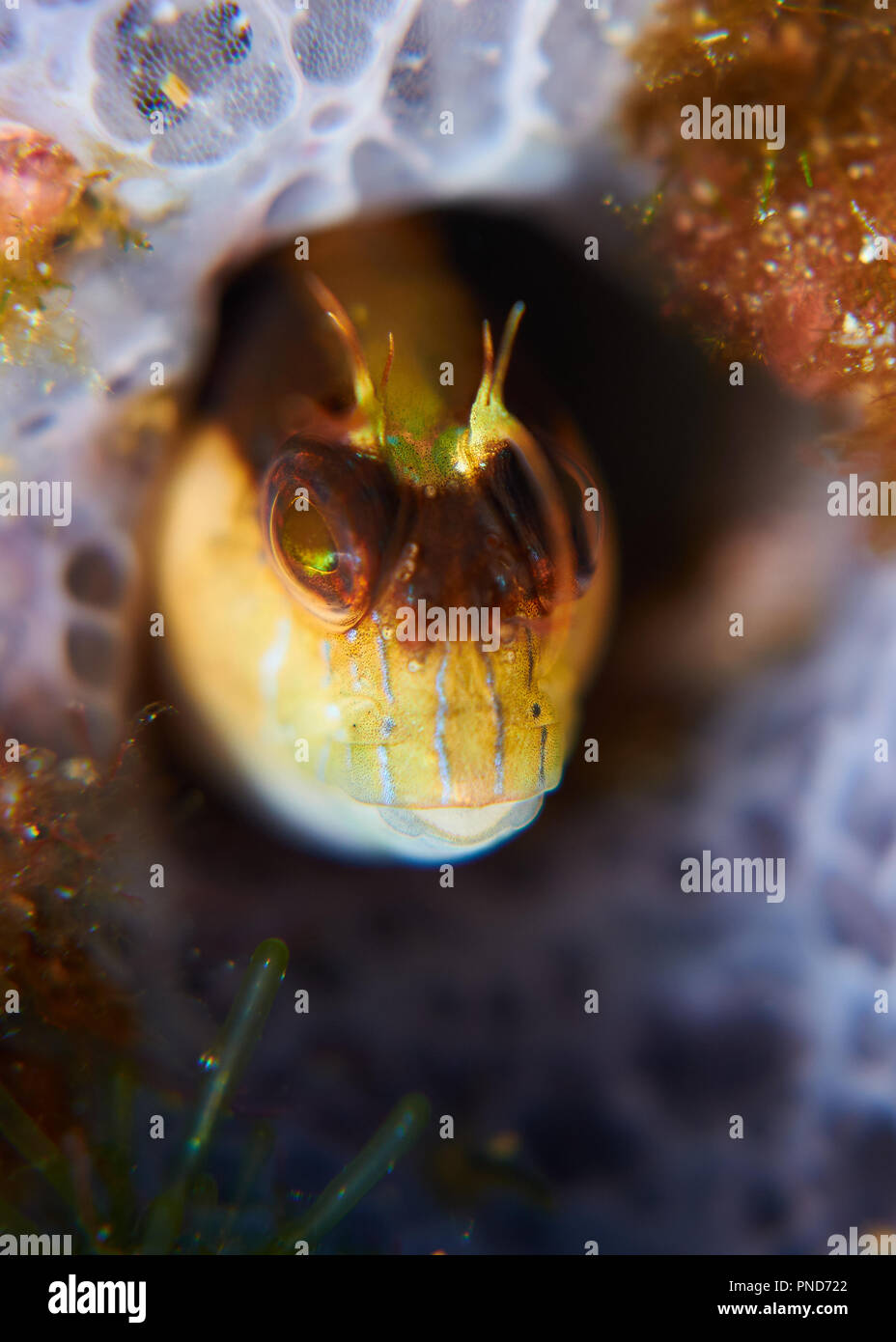 Macro portrait of a longstriped blenny (Parablennius rouxi) in its lair in Ses Salines Natural Park (Formentera, Balearic Islands, Spain) Stock Photo