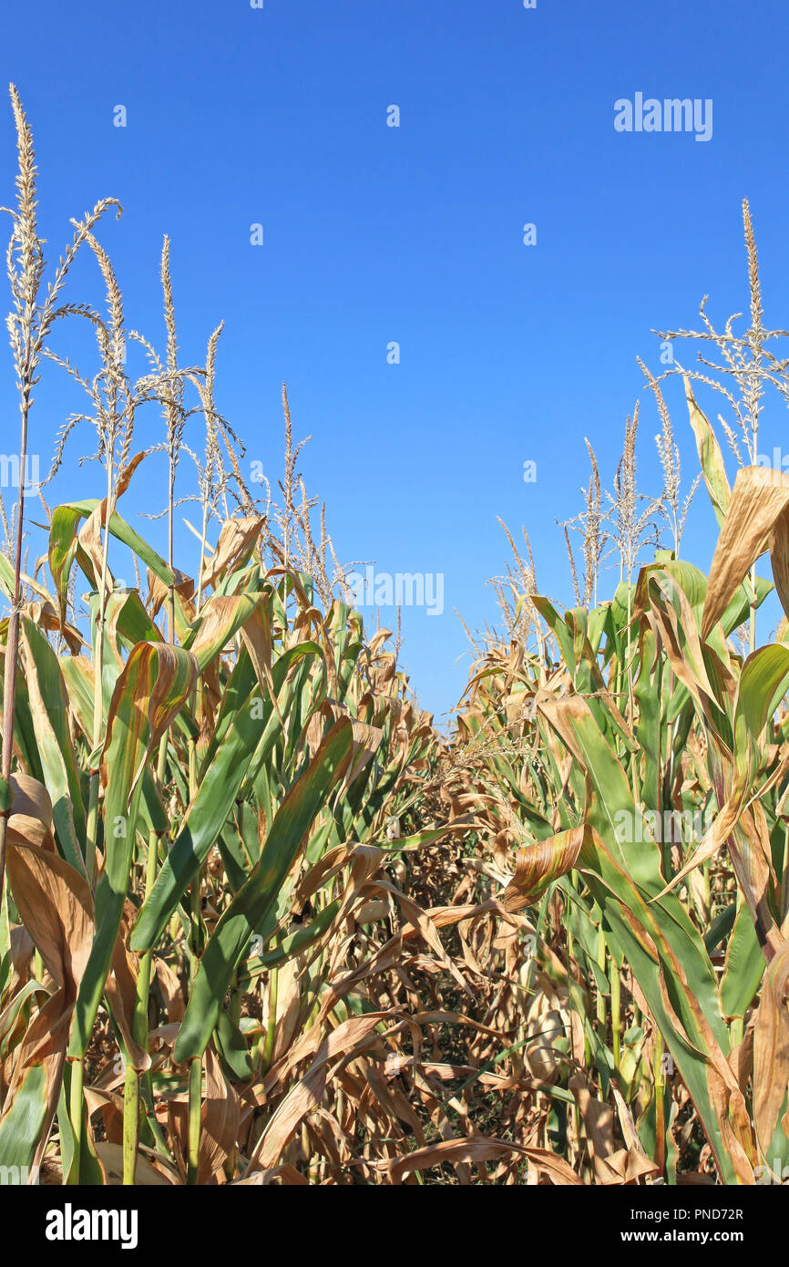 Corn Field Maize Plants Ready for Harvest Stock Photo - Alamy