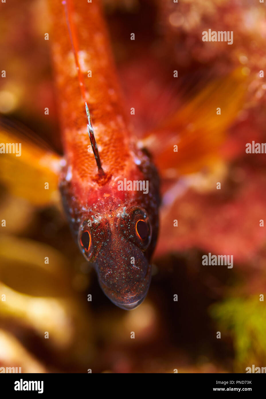 Macro portrait of a red-black triplefin (Tripterygion tripteronotus) in Ses Salines Natural Park (Formentera, Balearic Islands, Spain) Stock Photo