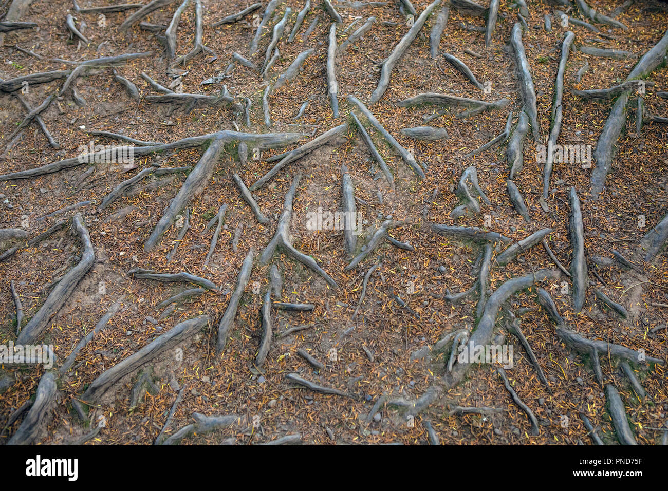Tree roots in a forest Stock Photo - Alamy