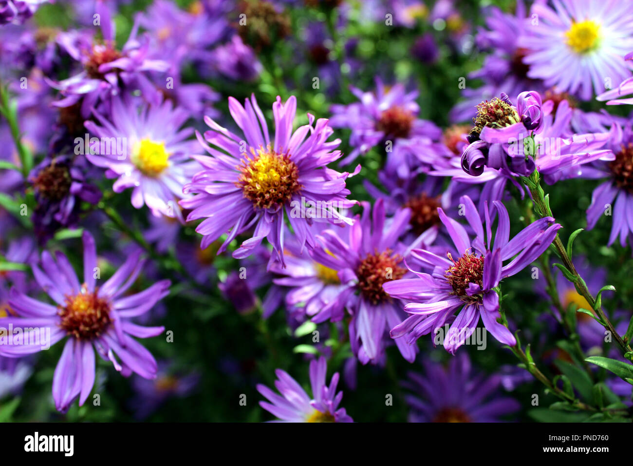 Purple wild flowers Stock Photo - Alamy