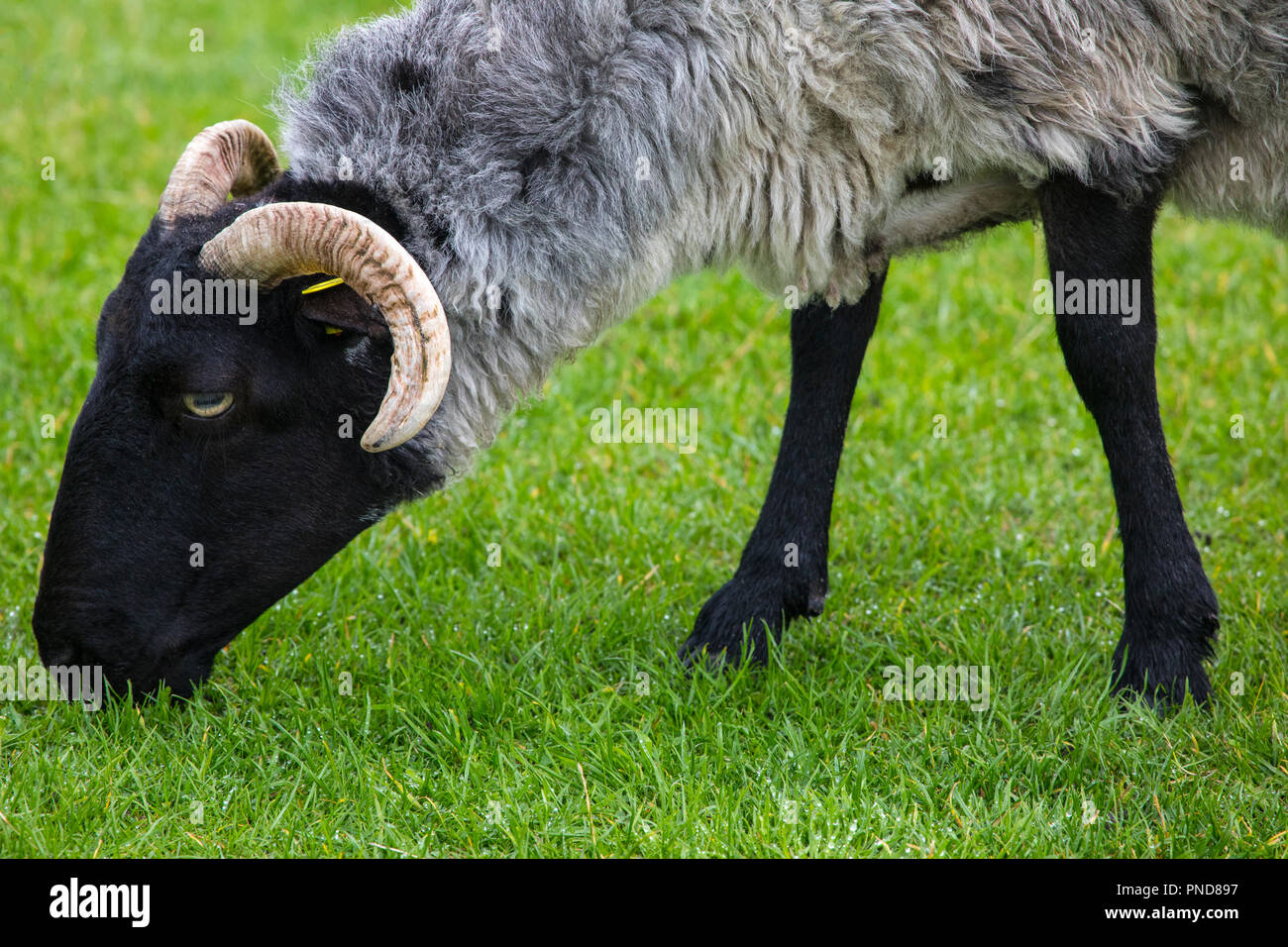 A sheep on Achill Island, County Mayo in Ireland. Stock Photo