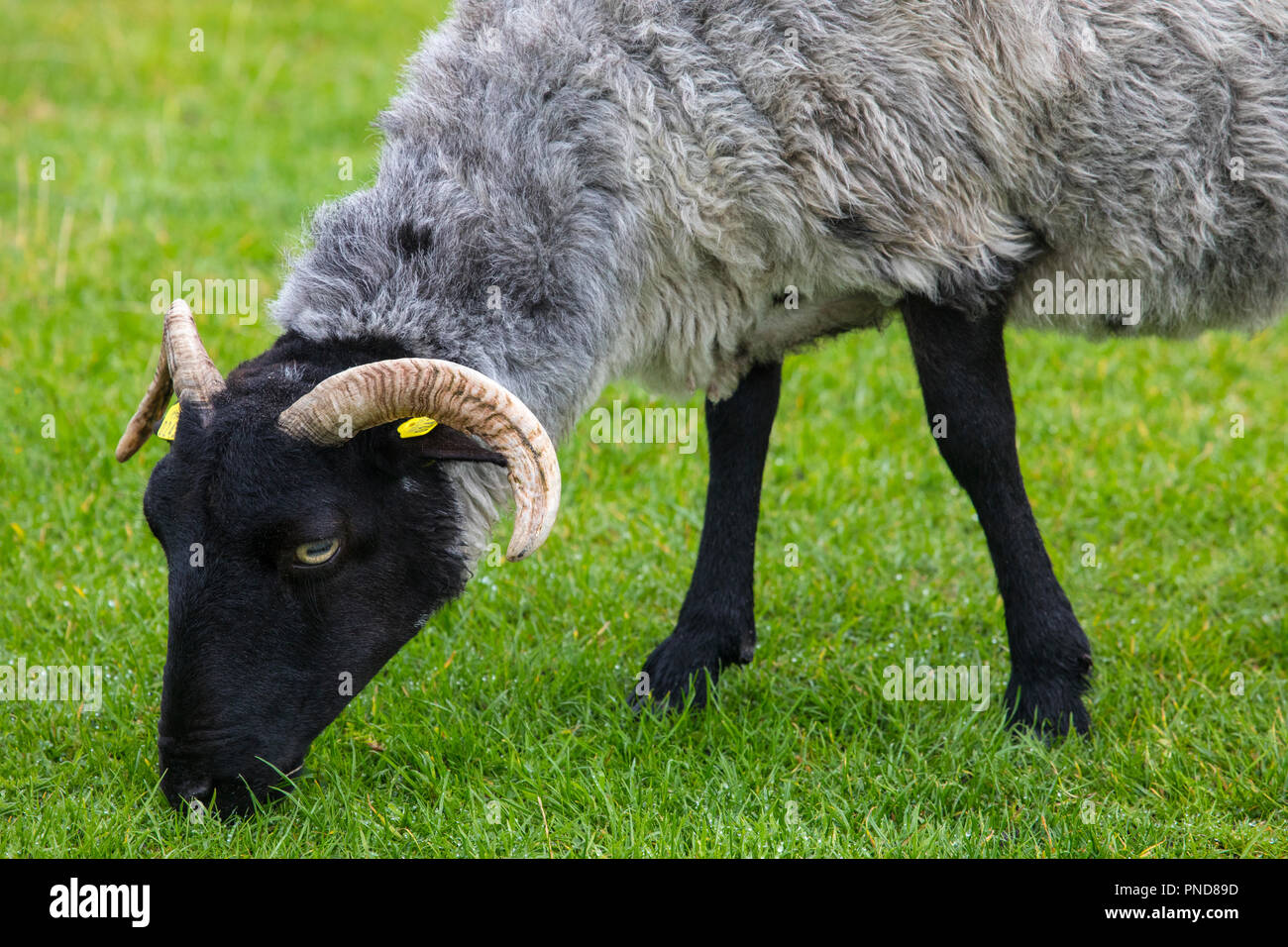 Achill head hi-res stock photography and images - Alamy