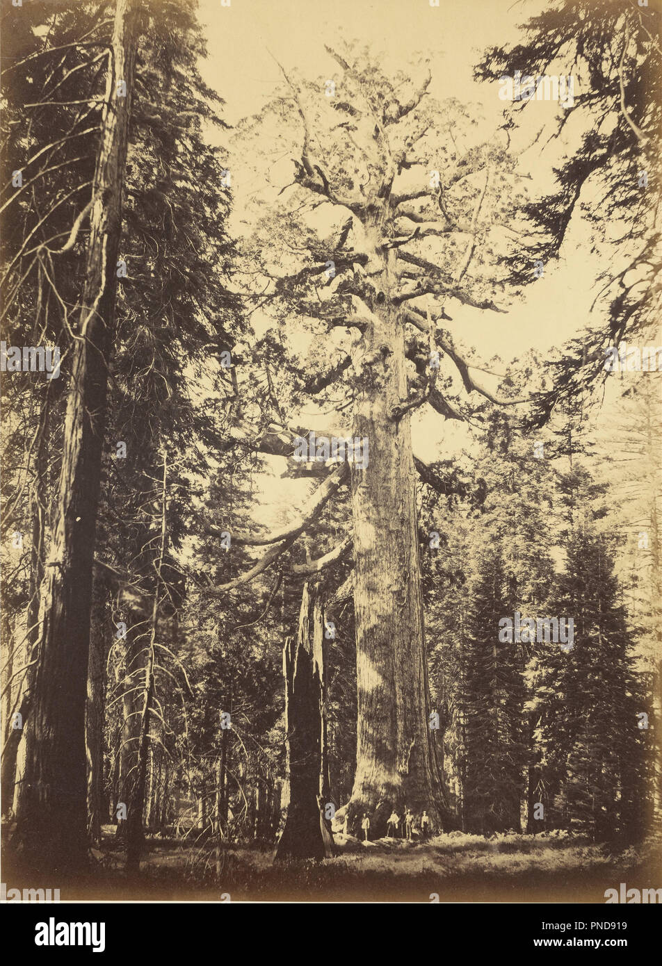 Sequoia Gigantea - 'Grizzly Giant' - Mariposa Grove. Date/Period: Negative 1861; print ca. 1866. Print. Albumen silver. Height: 521 mm (20.51 in); Width: 381 mm (15 in). Author: Carleton Watkins. Stock Photo