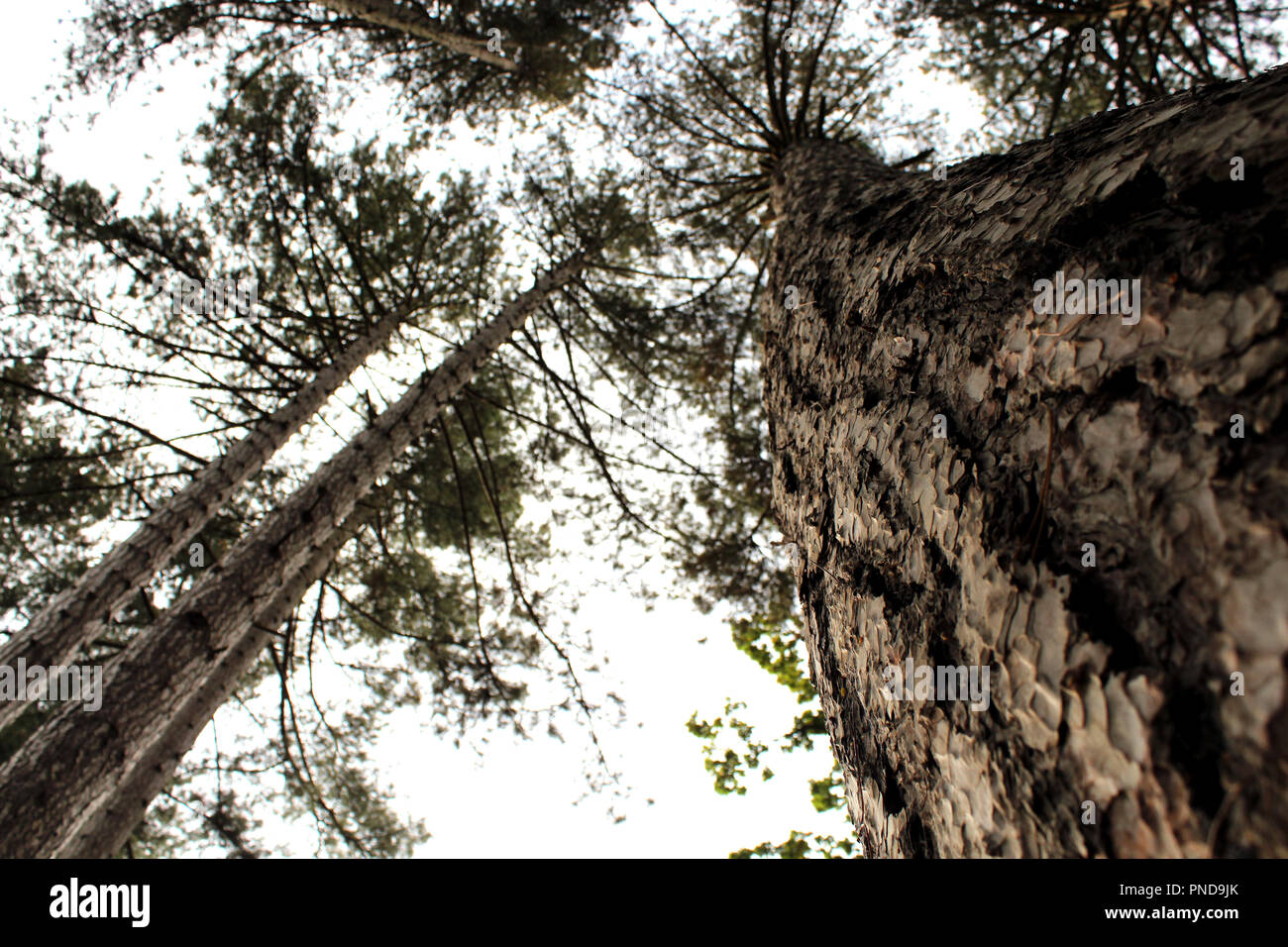 Tall trees branches leaves hi-res stock photography and images - Alamy