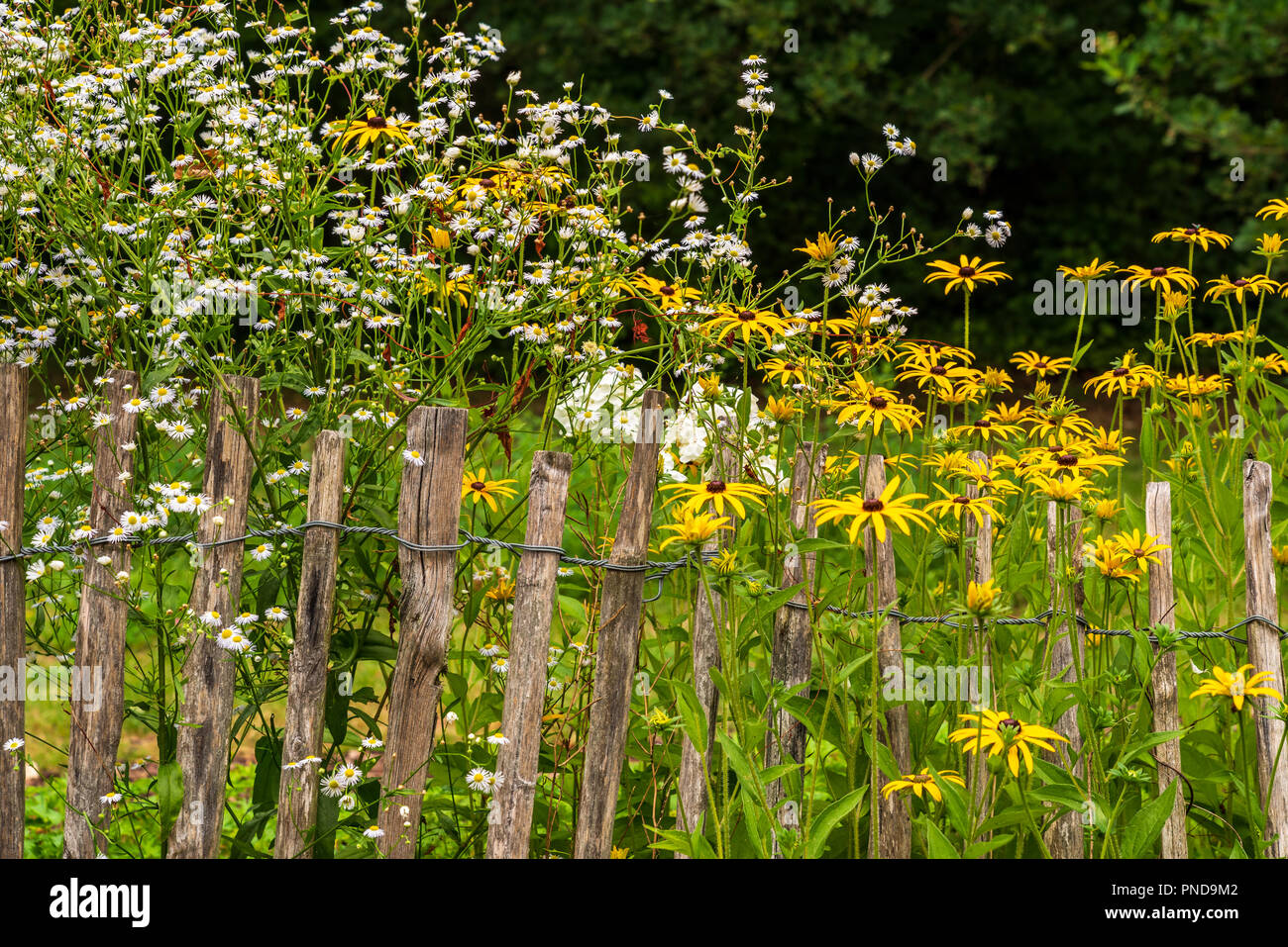 White and yellow flowers behind an old picket fence Stock Photo