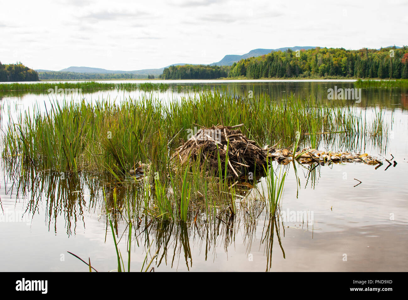 A muskrat lodge or push up with a pile of mussell shells on a lake in the Adirondack Mountains, NY USA Stock Photo