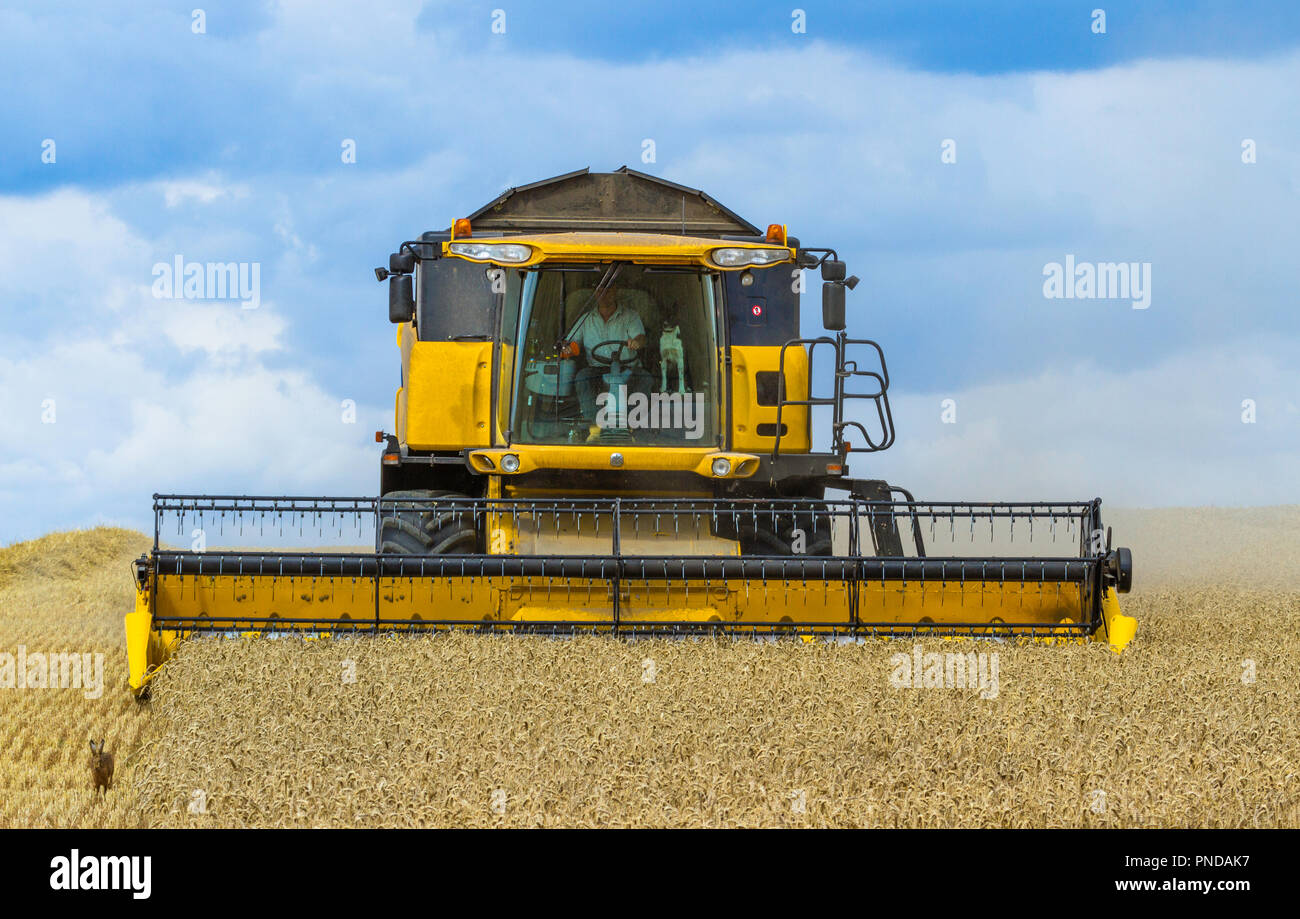 A New Holland combine harvester at work in a wheat field frightens a hare. Stock Photo