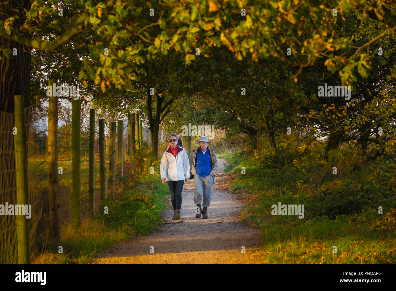 A couple walking a woodland path in autumn. Stock Photo