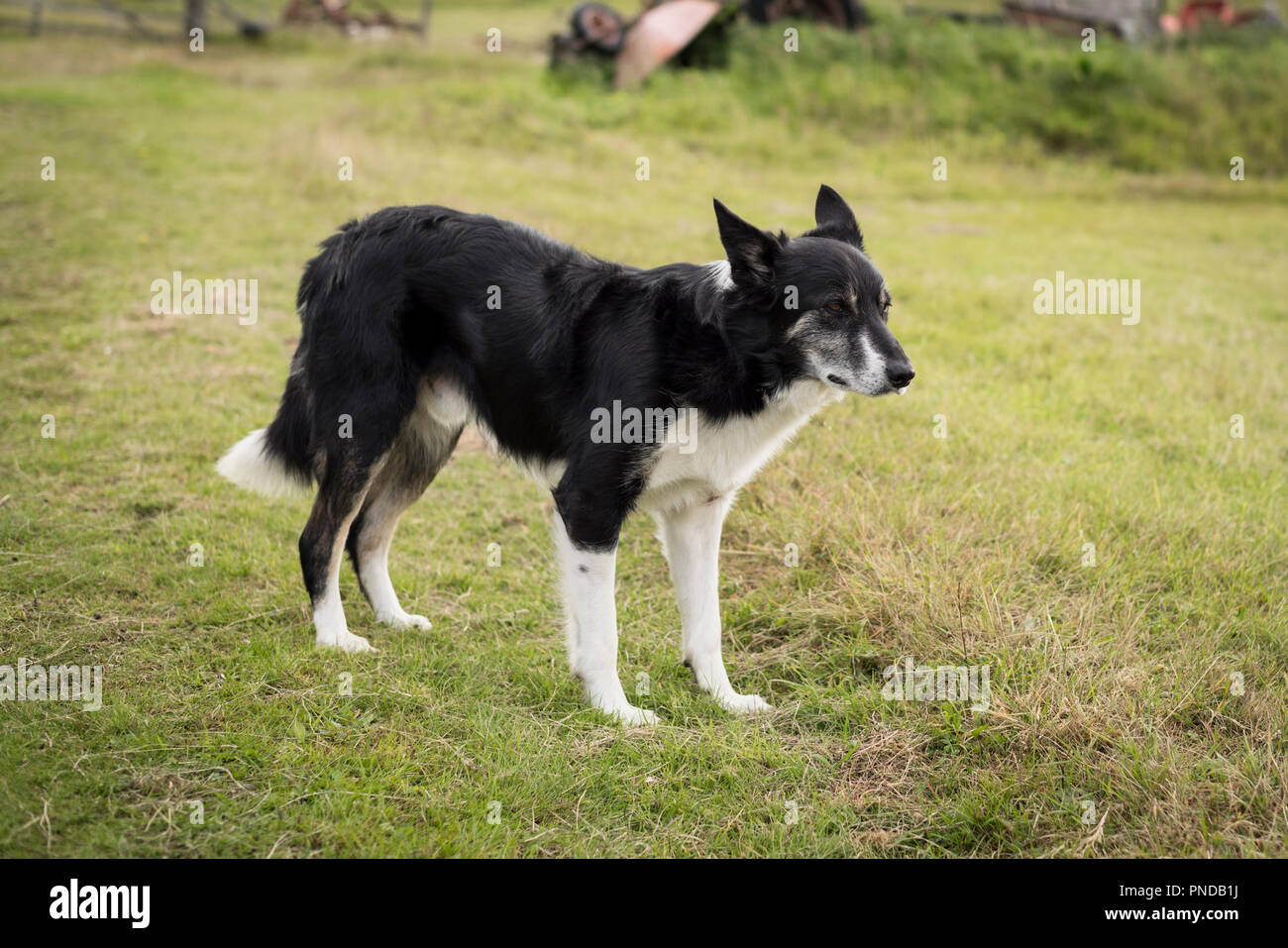 Border Collie with a quarter Australian Kelpie waiting in a field on a croft in Sutherland, Scotland Stock Photo