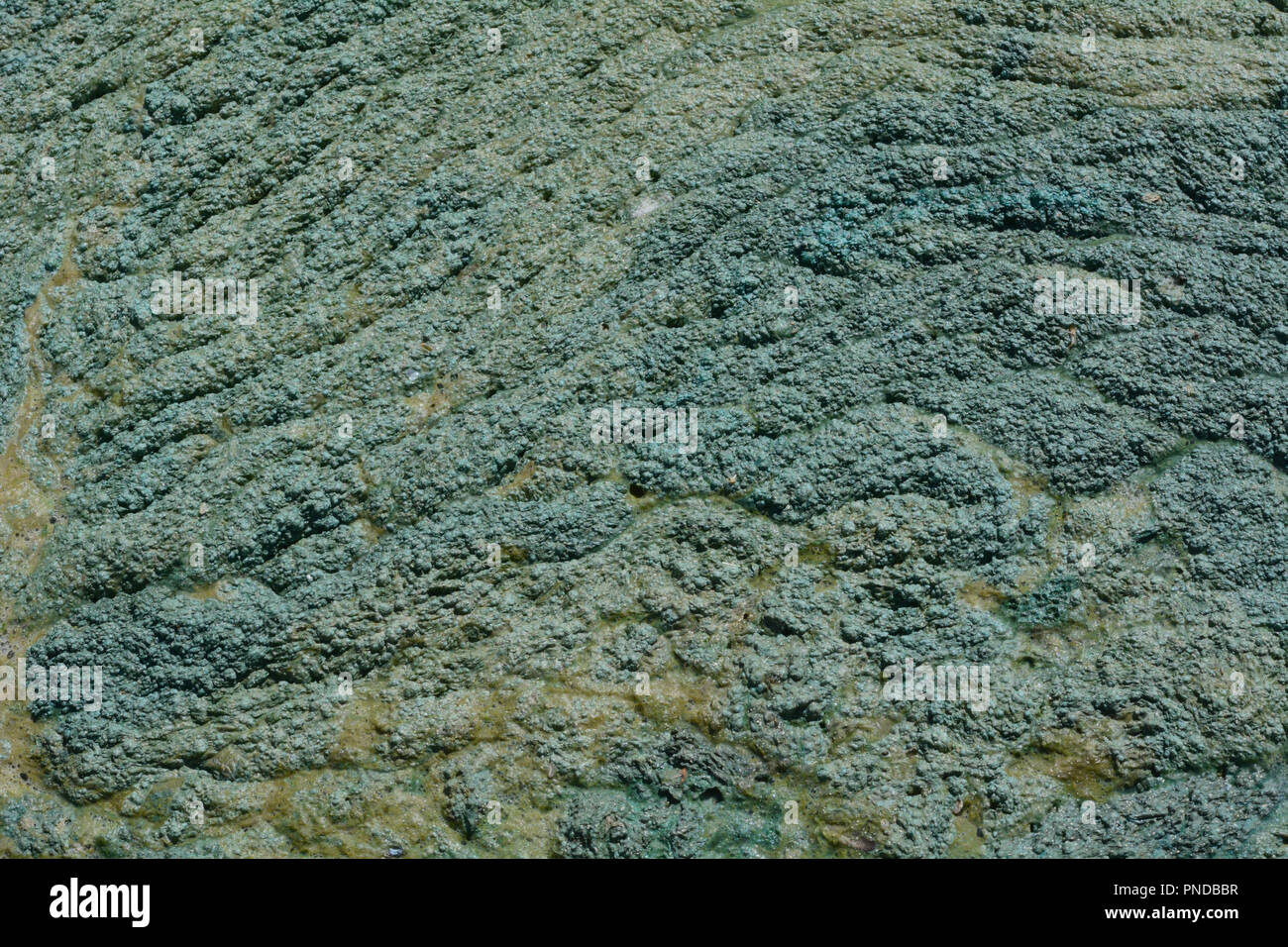 Toxic Blue Green Algae High Resolution Stock Photography and Images - Alamy