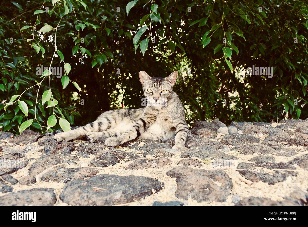 Kitty relaxing in Hawaii Stock Photo