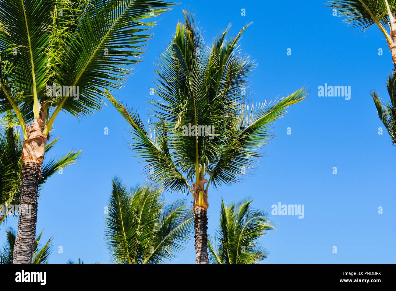 Palm tree without coconuts hires stock photography and images Alamy