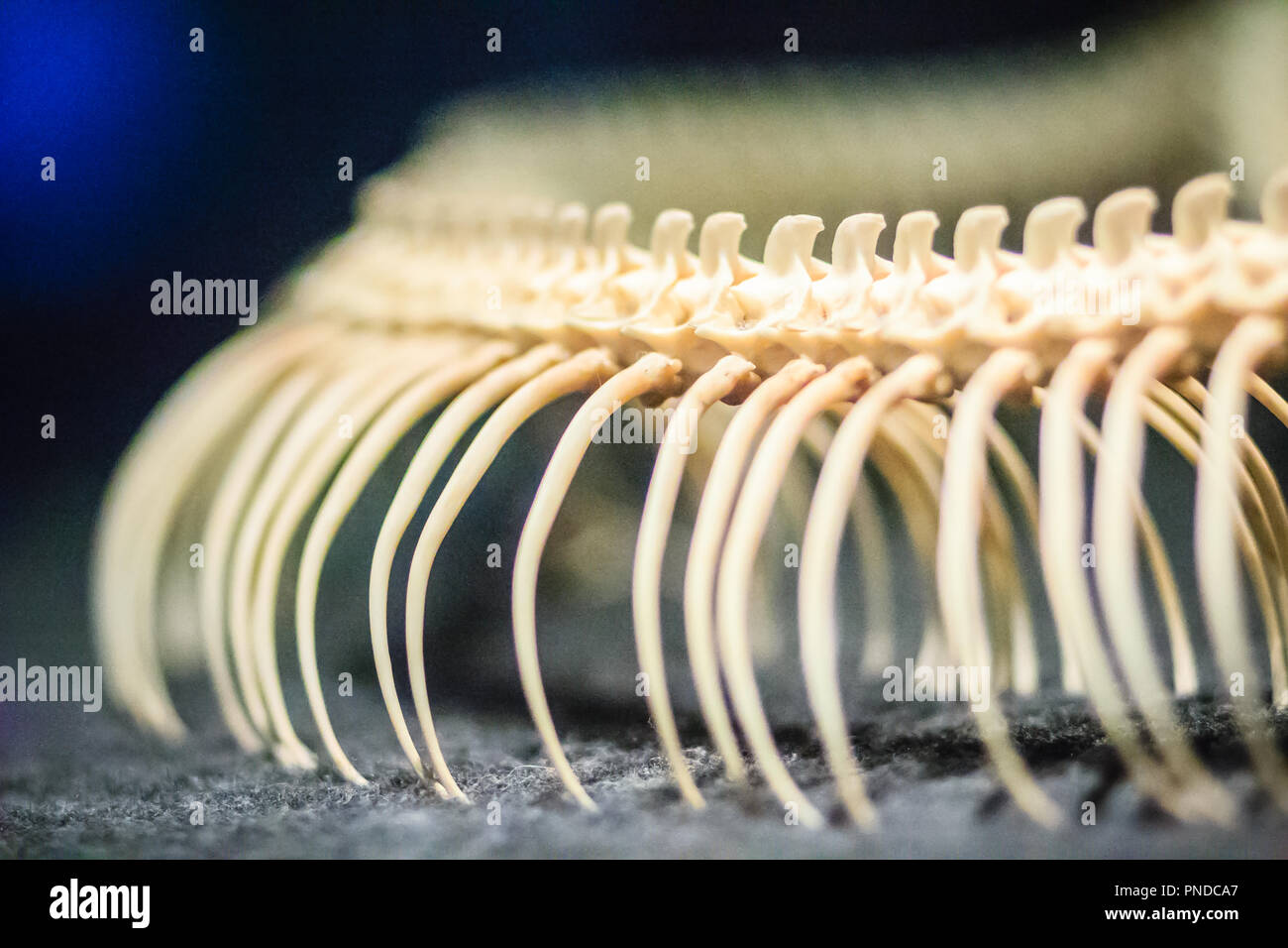 Snake skeletons of Reticulated python (Python reticulatus). The ...