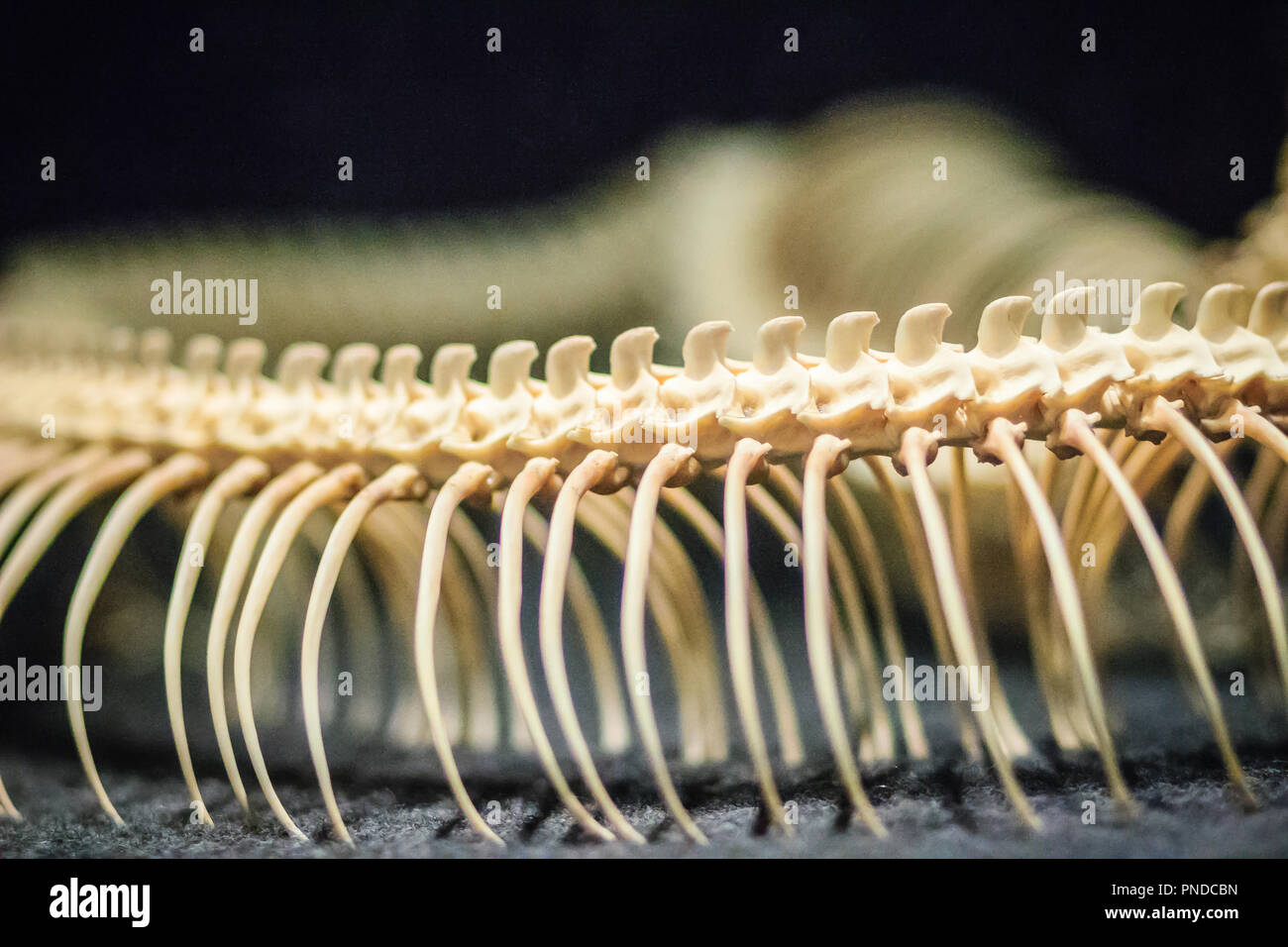 Snake skeletons of Reticulated python (Python reticulatus). The ...