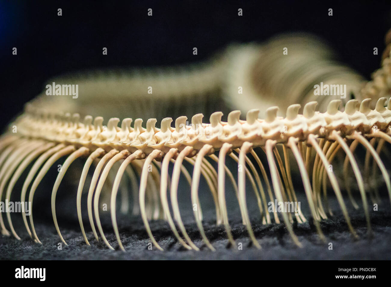 Snake skeletons of Reticulated python (Python reticulatus). The ...