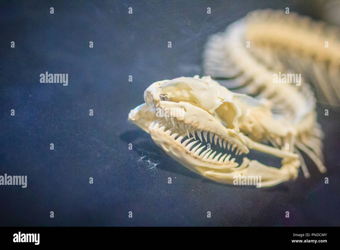 Python skull hi-res stock photography and images - Alamy