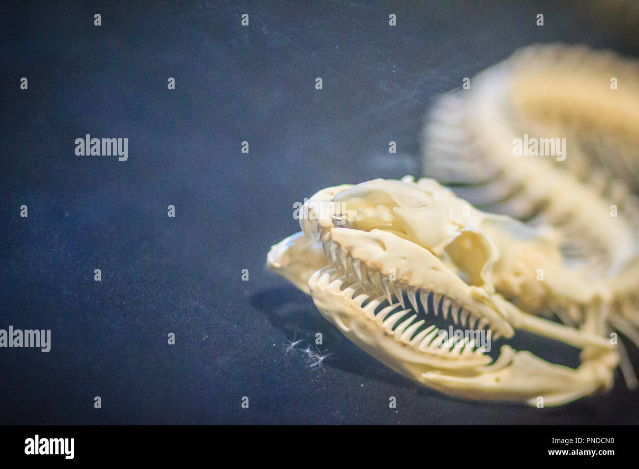 Python skull hi-res stock photography and images - Alamy