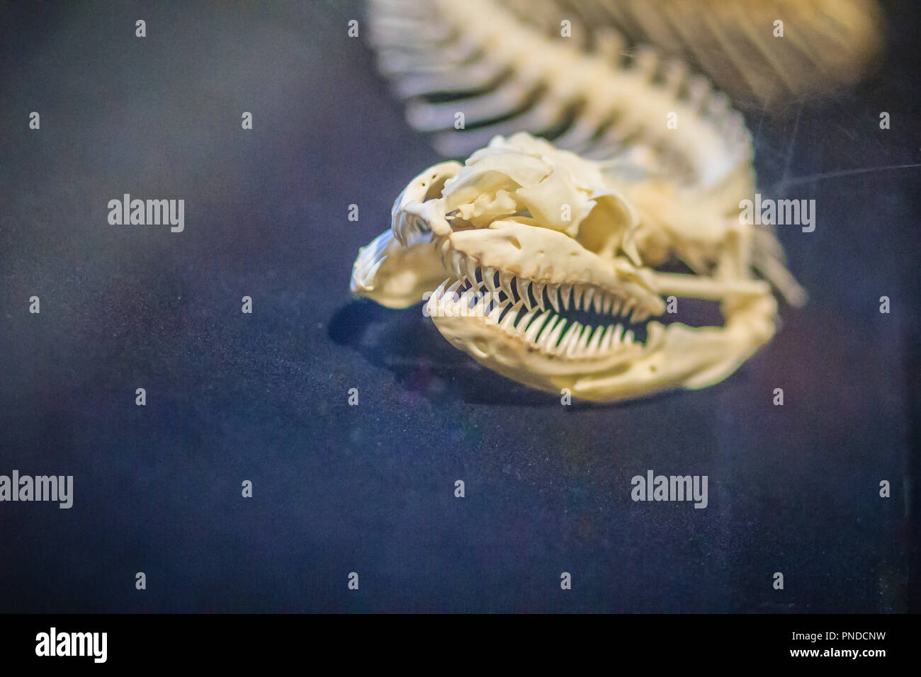 Snake skeletons of Reticulated python (Python reticulatus). The ...