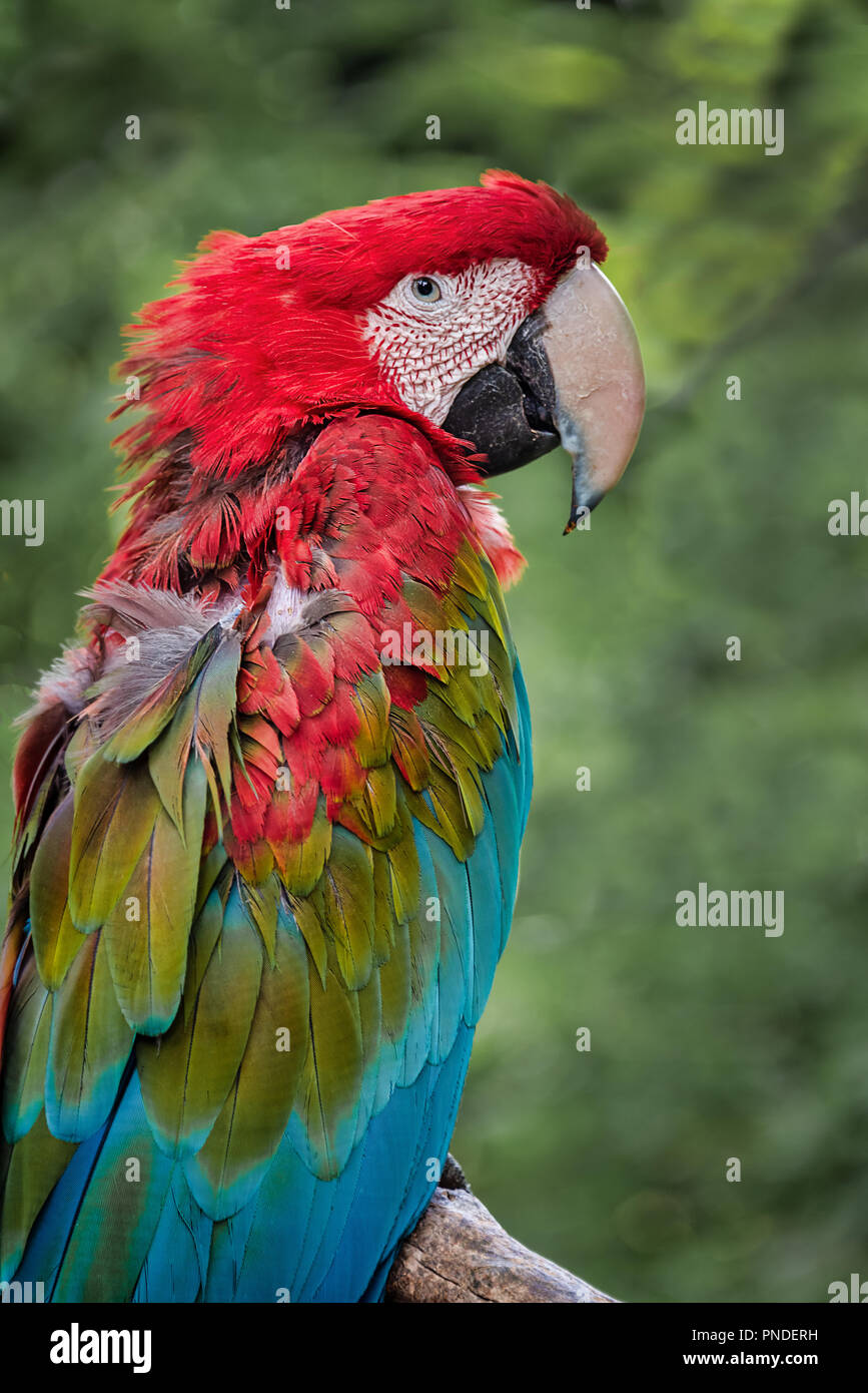 upright profile portrait of a green winged macaw perched on a branch Stock Photo
