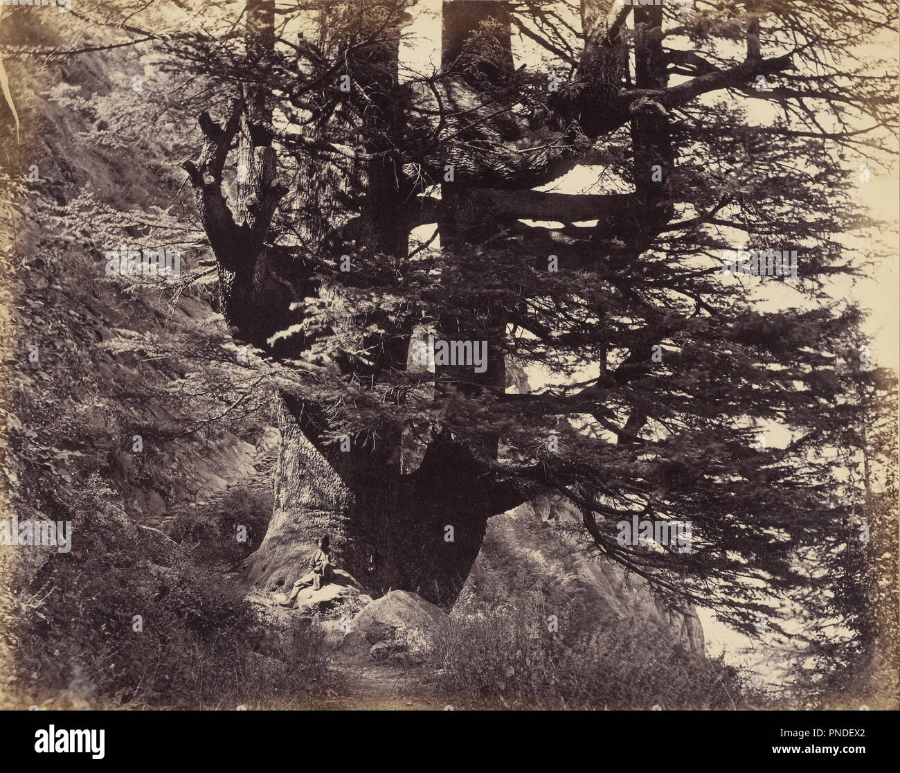 Simla: Great Deodar, 42 Feet in Circumference. Date/Period: 1863. Print. Albumen silver. Height: 233 mm (9.17 in); Width: 294 mm (11.57 in). Author: Samuel Bourne. Stock Photo