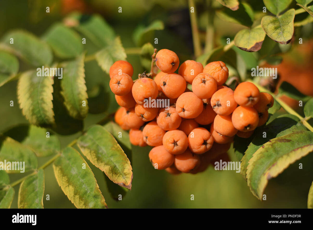 Rowan Def Leaves fruits rowan sorbus hi-res stock photography and images - Alamy